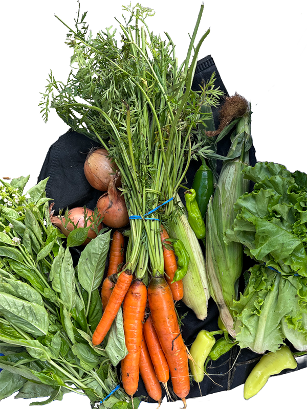 cart full of lettuce